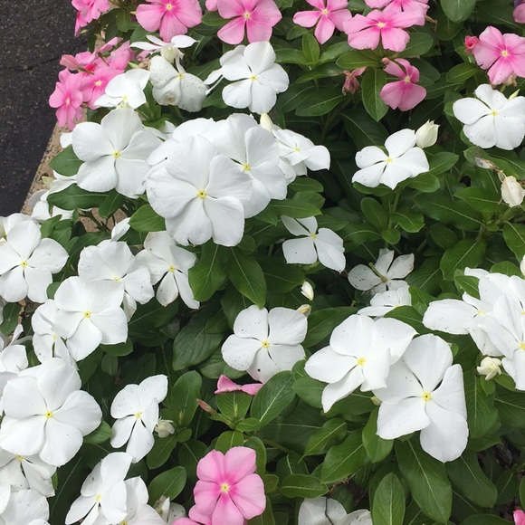 Meet your Posher, Patti - Picture 1 of 1